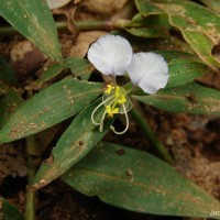 Commelina undulata R.Br.